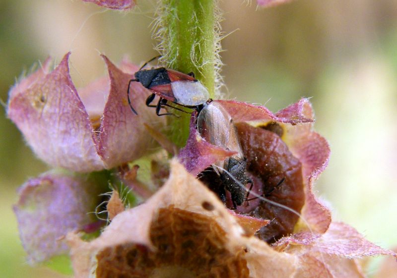 Oxycarenus hyalinipennis x Oxycarenus lavaterae